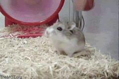 Animated Hamster Wheel